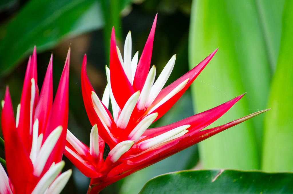 Heliconia angusta Red Christmas