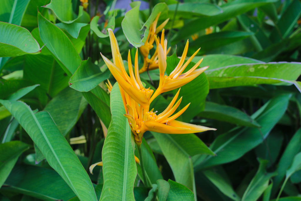 Heliconia angusta Yellow Christmas