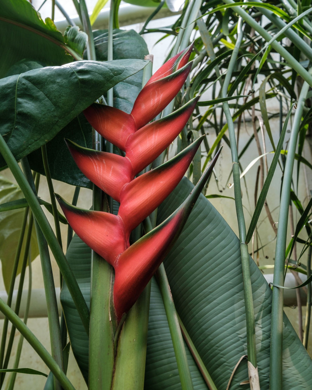 Heliconia Black Cherry