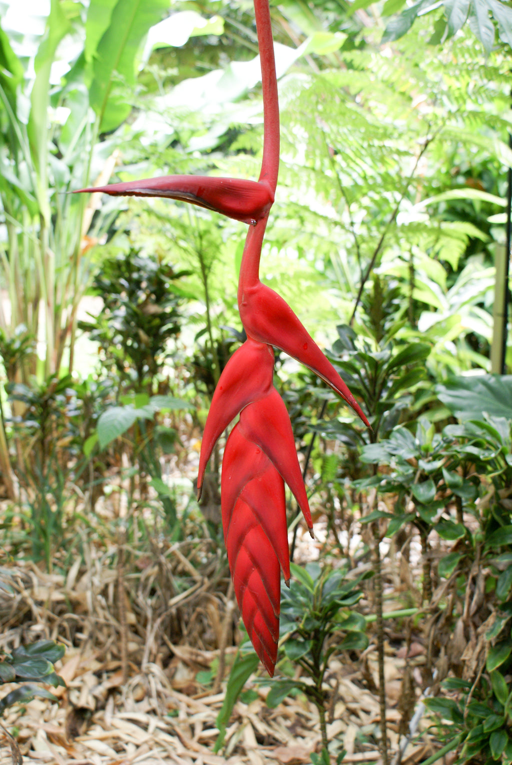 Heliconia pendula Red Waxy