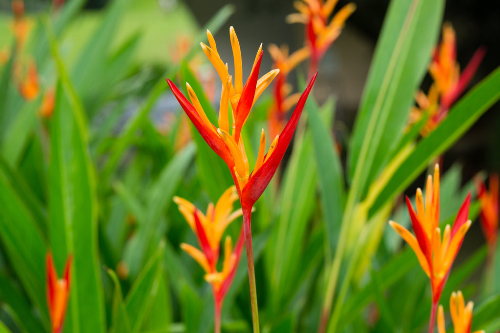 Heliconia psittacorum