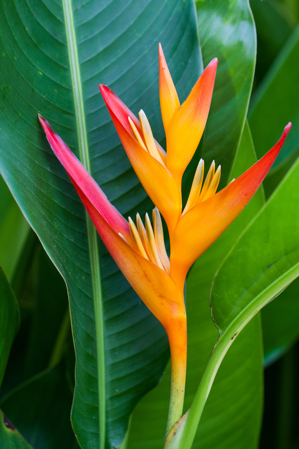 Heliconia psittacorum x spathocircinata Tropics