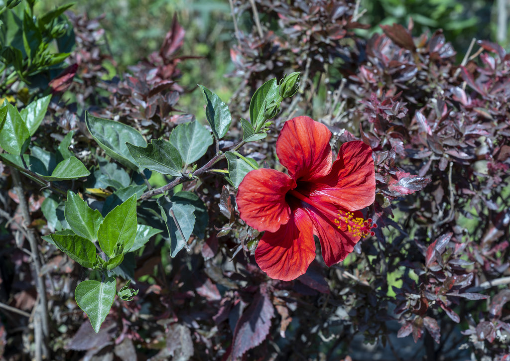 Hibiscus rosa-sinensis Cairo Red