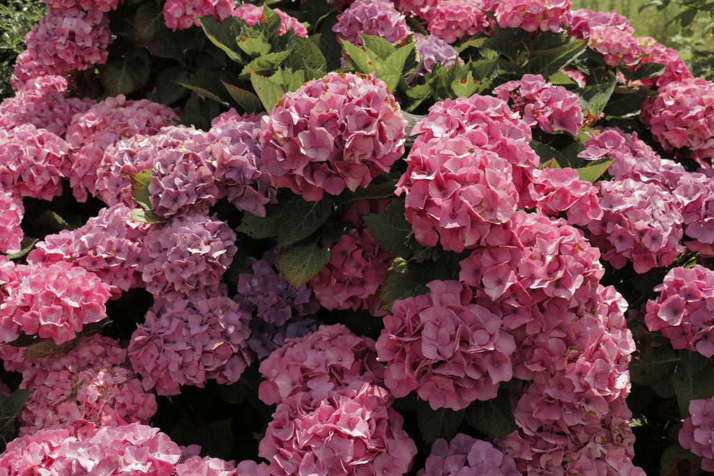 Hydrangea OBSIDIAN Storm Cloud