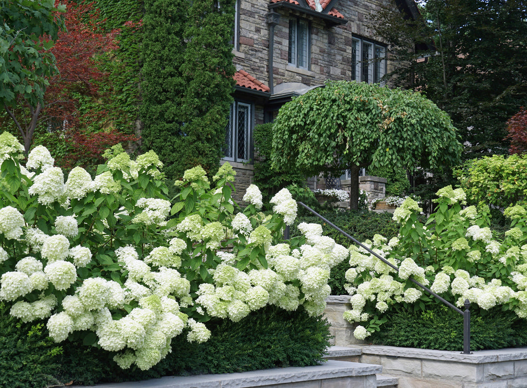 Hydrangea OBSIDIAN White Knight