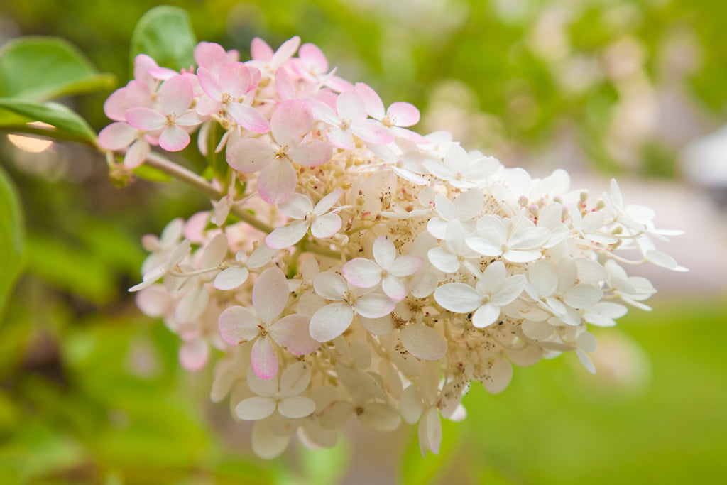 Hydrangea paniculata Candlelight