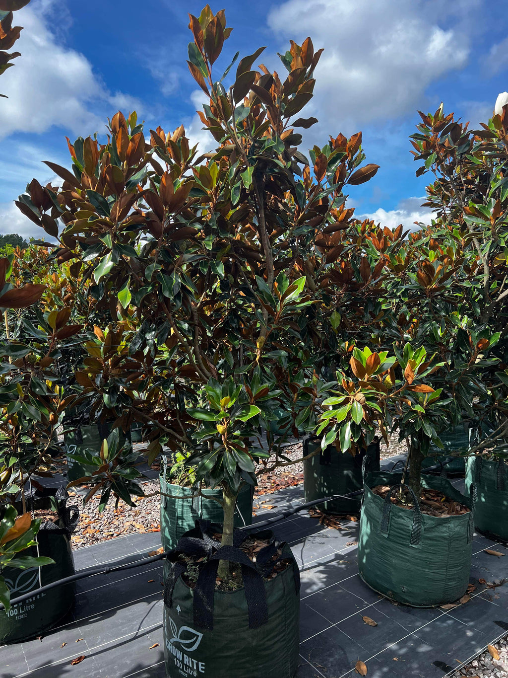 Magnolia 'Little Gem' Tree