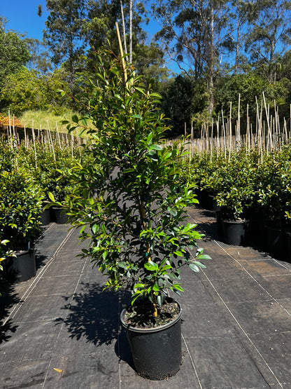 Lilly Pilly - Syzygium australe **STOCK CLEARANCE**