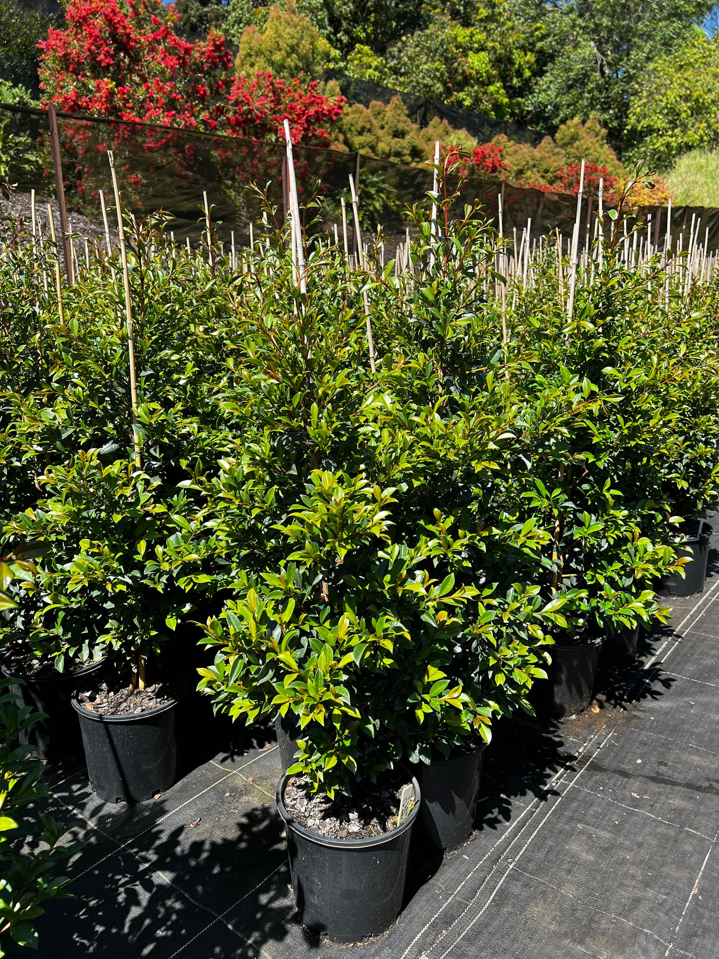 Lilly Pilly - Syzygium australe **STOCK CLEARANCE**