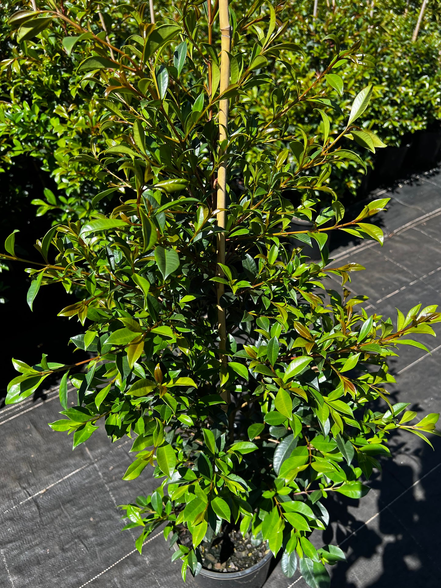 Lilly Pilly - Syzygium australe **STOCK CLEARANCE**