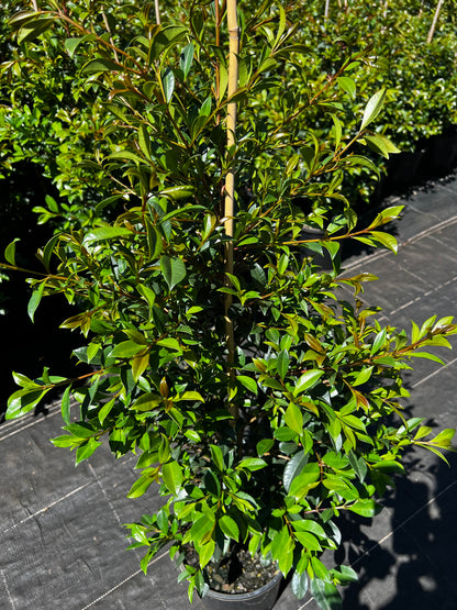 Lilly Pilly - Syzygium australe **STOCK CLEARANCE**