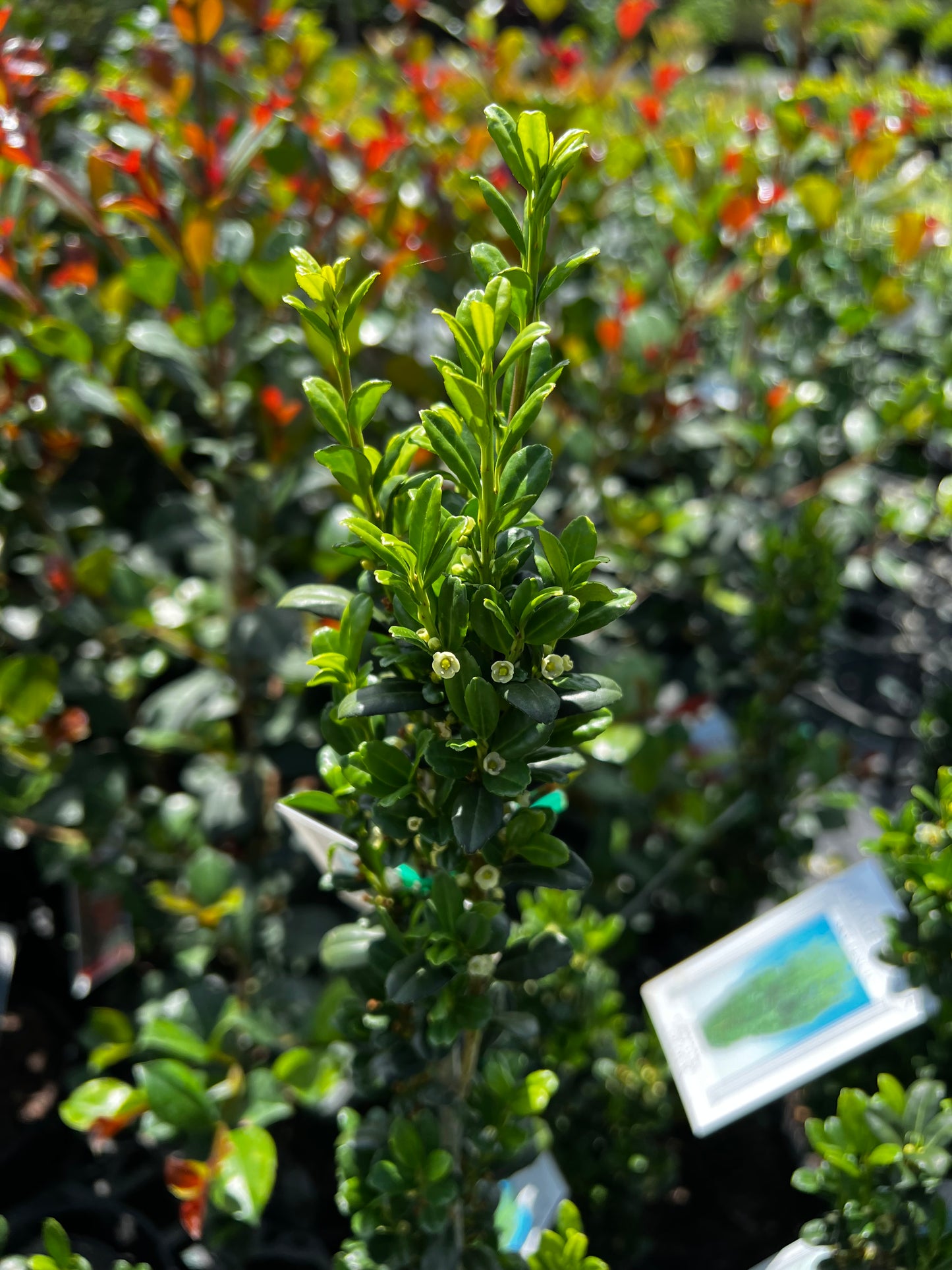 Ilex crenata Sky Pencil