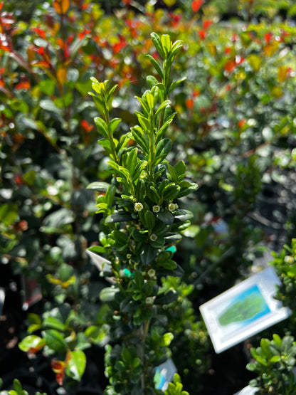 Ilex crenata Sky Pencil