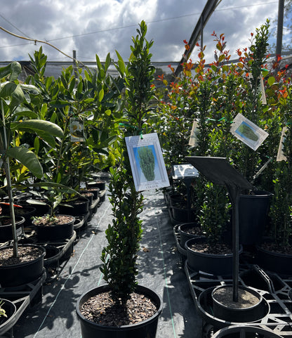 Ilex crenata Sky Pencil