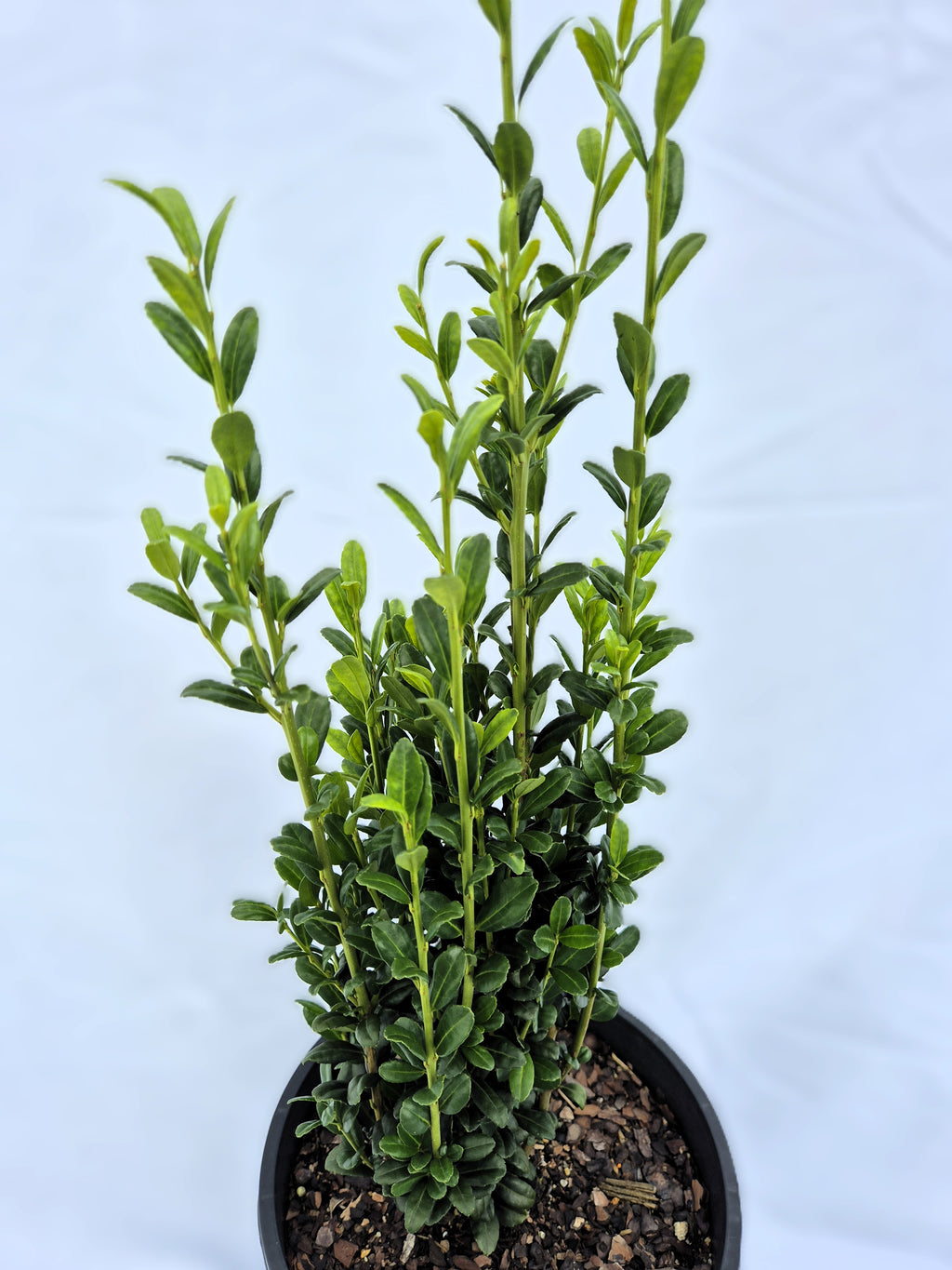 Ilex crenata Sky Pencil