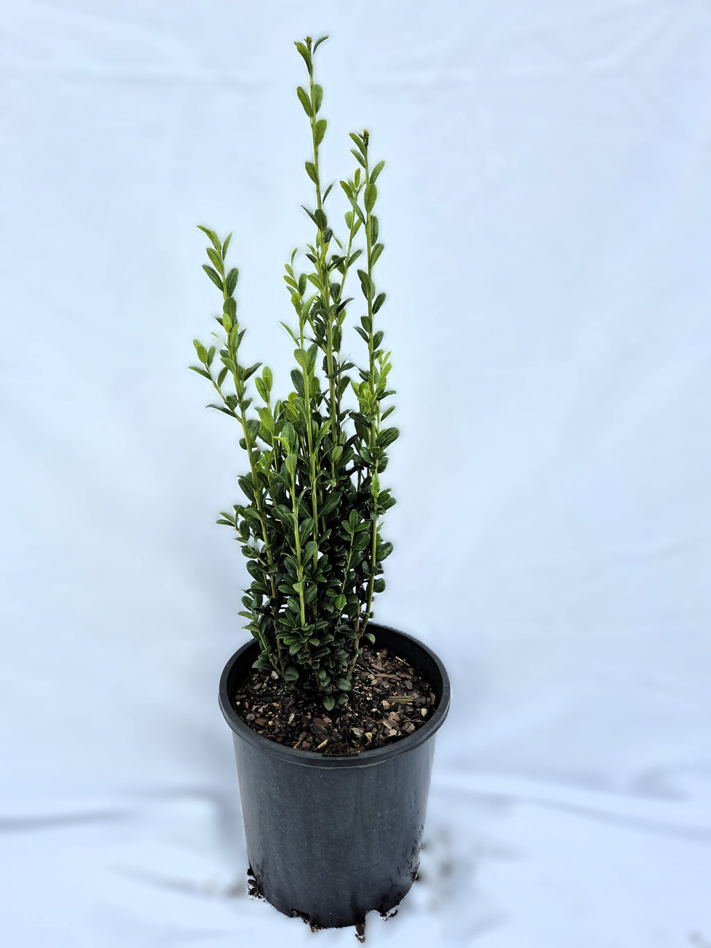 Ilex crenata Sky Pencil