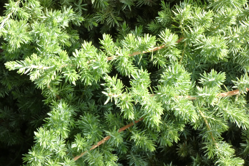 Juniperus conferta