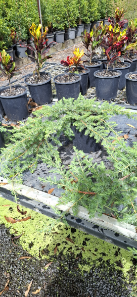 Juniperus conferta