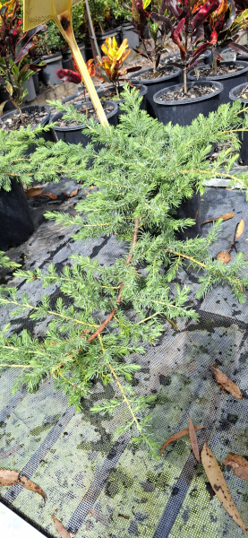 Juniperus conferta