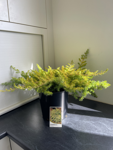 Juniperus conferta All Gold