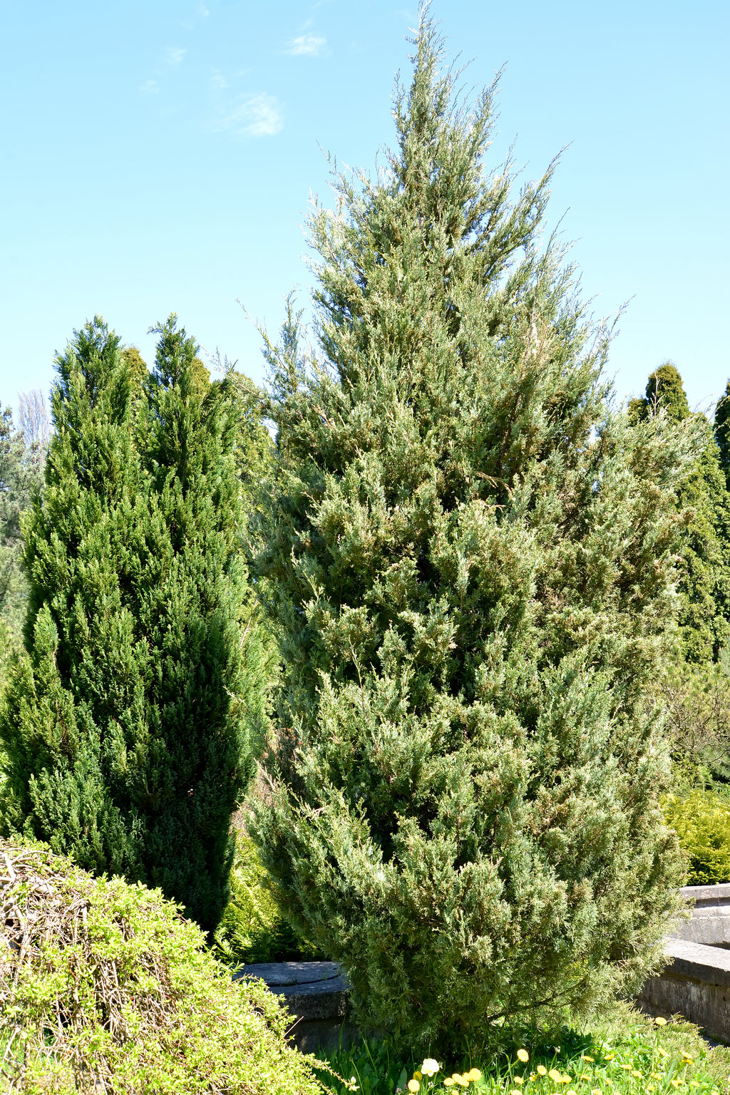 Juniperus virginiana Skyrocket (syn. Juniperus scopulorum)