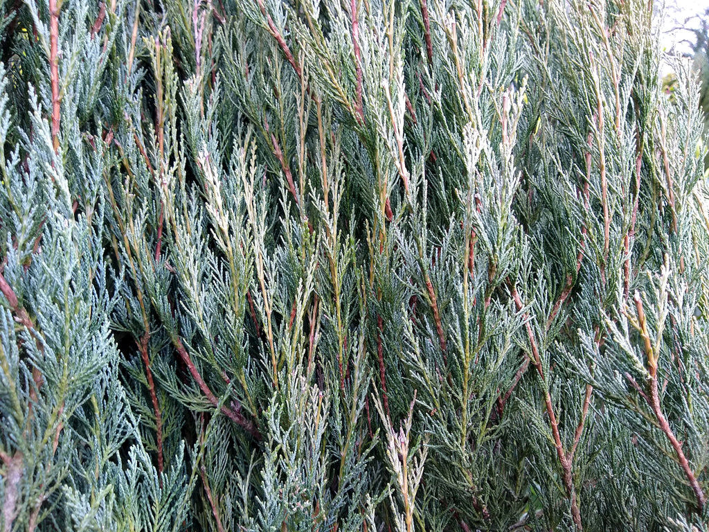 Juniperus virginiana Skyrocket (syn. Juniperus scopulorum)