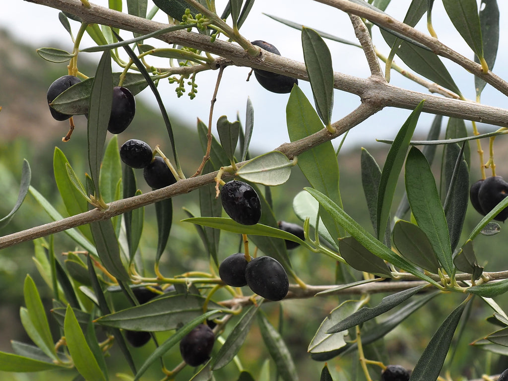 Olive Olea europaea Kalamata