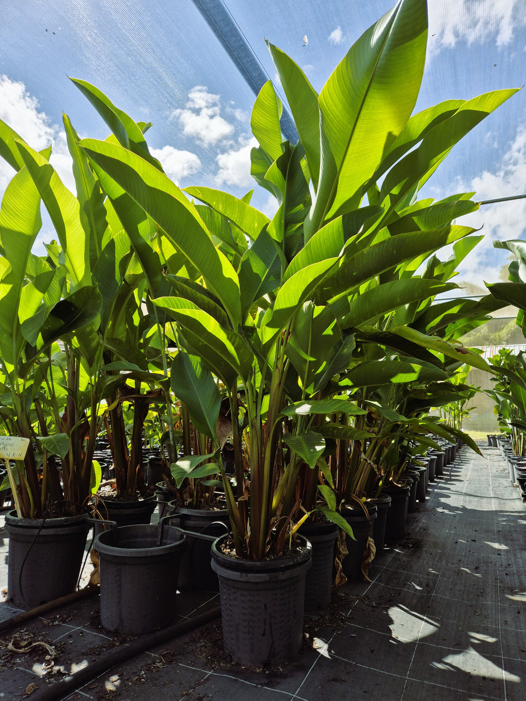 Heliconia Kawauchi