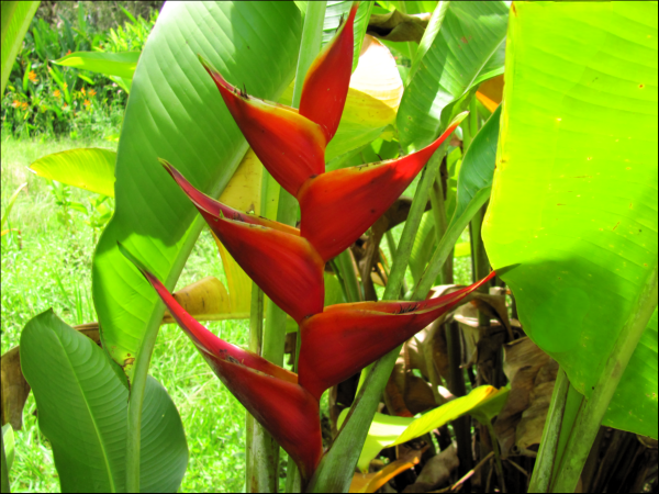 Heliconia Kawauchi