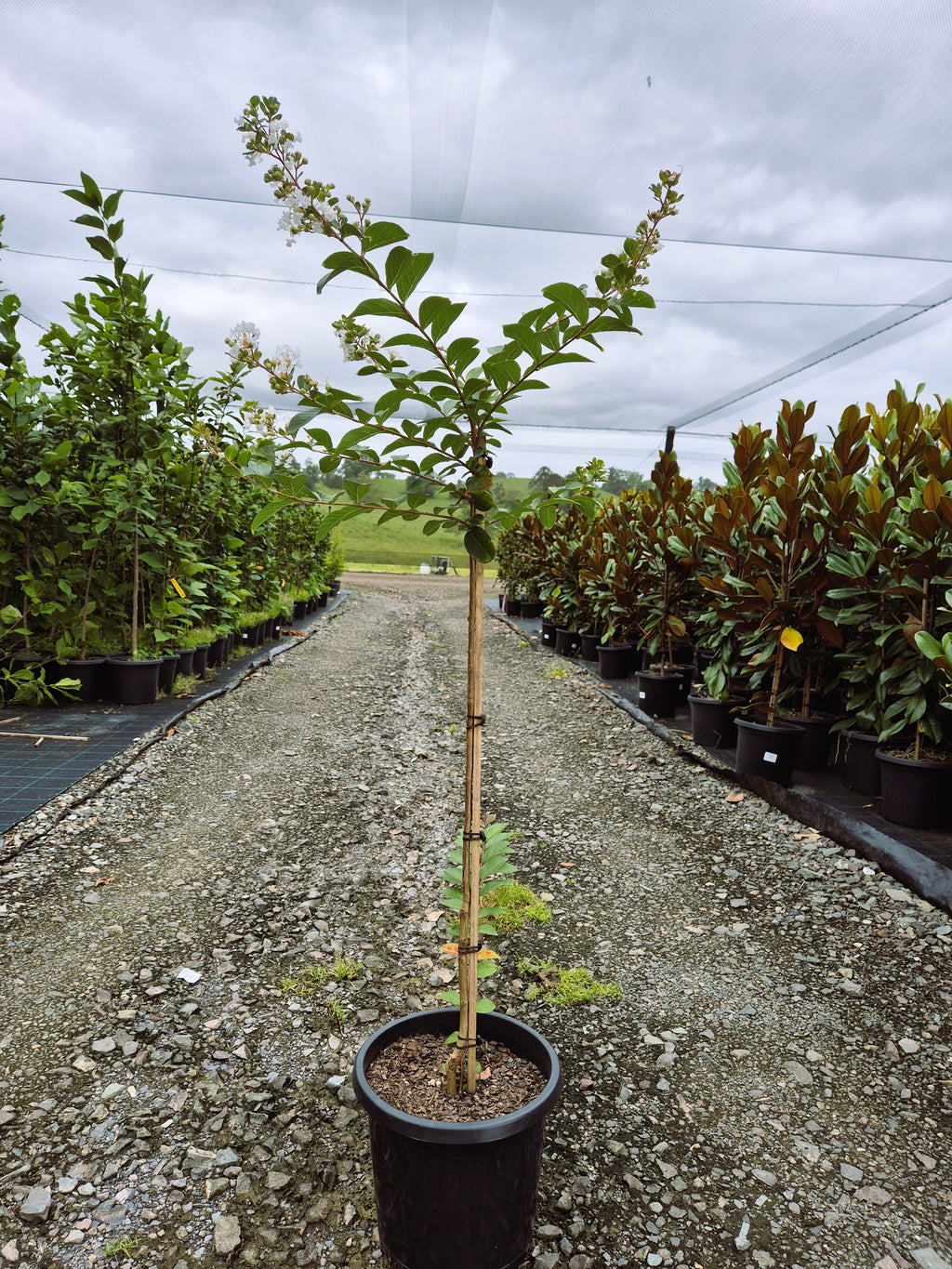 Lagerstroemia Acoma Crepe Myrtle