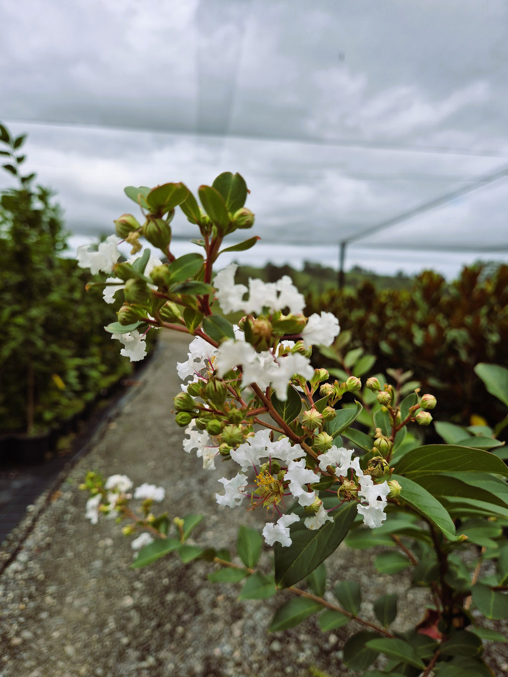 Platypus Plants