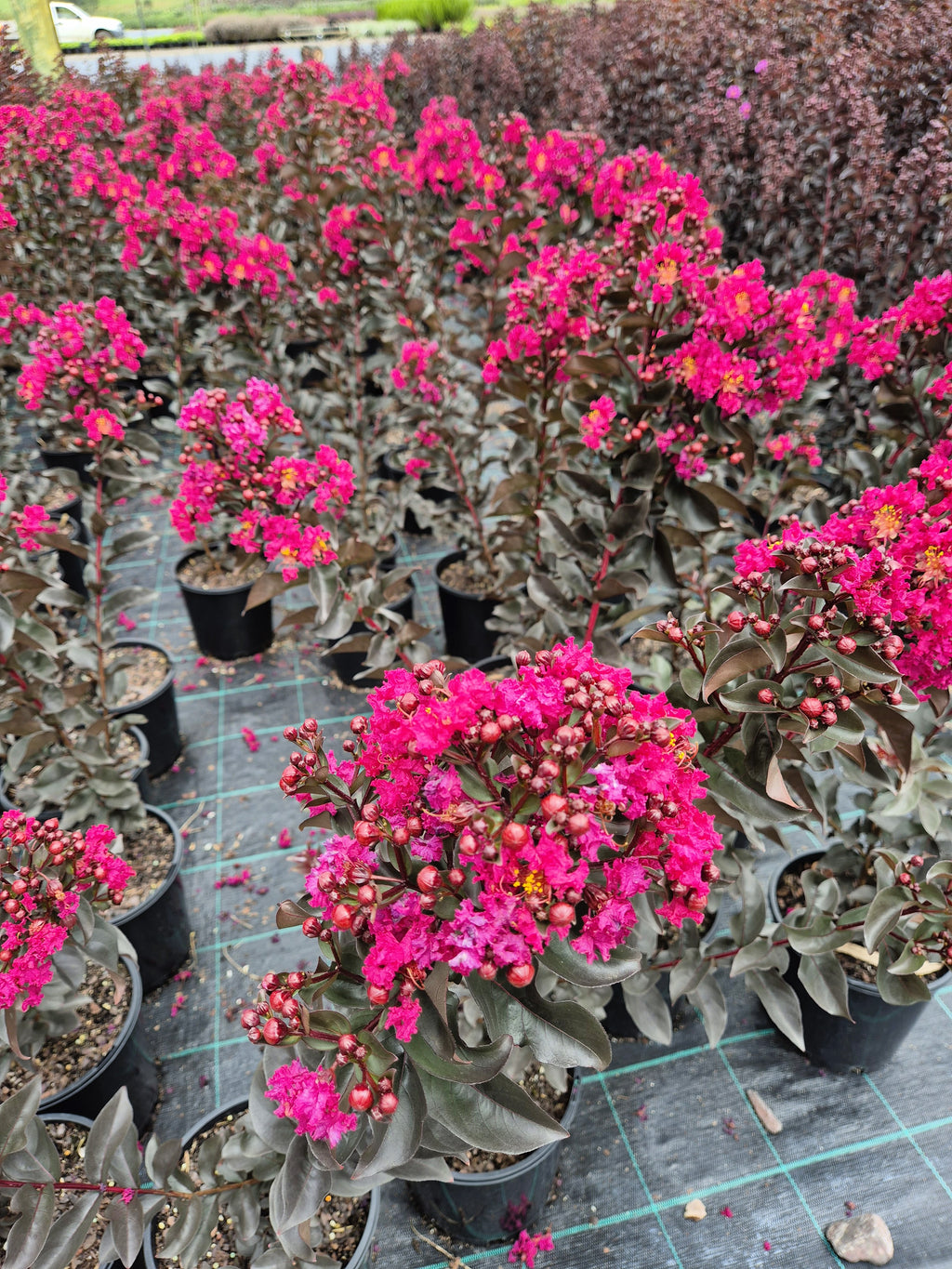 Lagerstroemia Diamonds in the Dark Mystic Magenta Crepe Myrtle