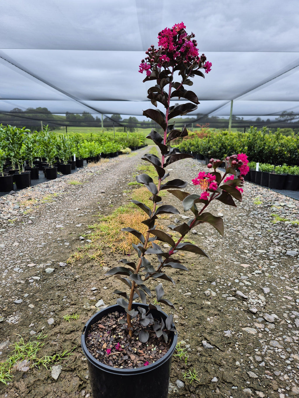 Lagerstroemia Diamonds in the Dark Mystic Magenta Crepe Myrtle