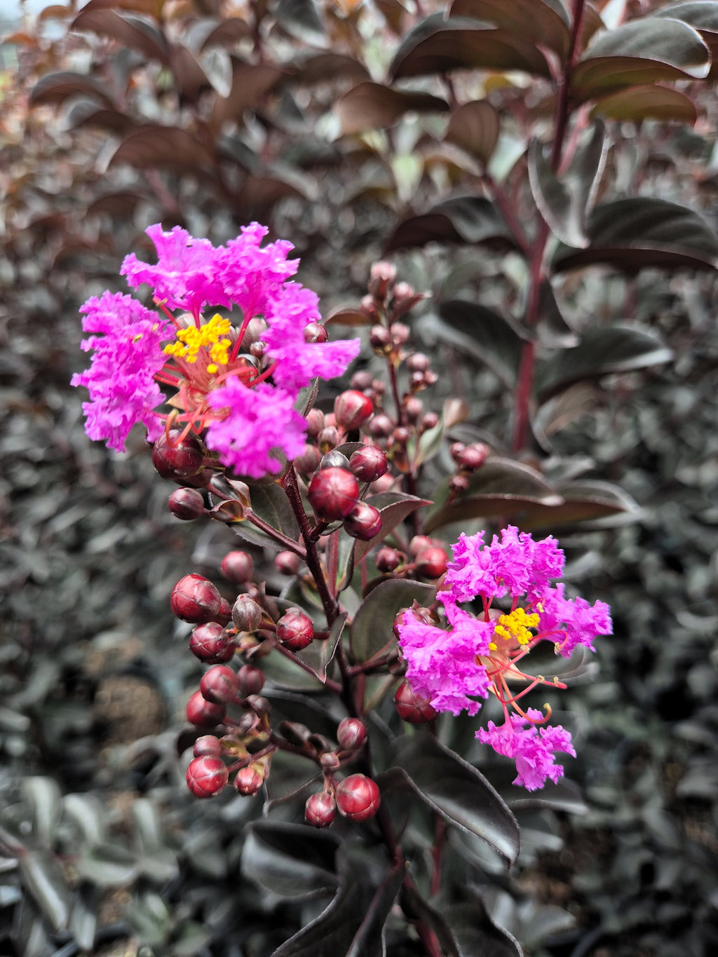 Platypus Plants