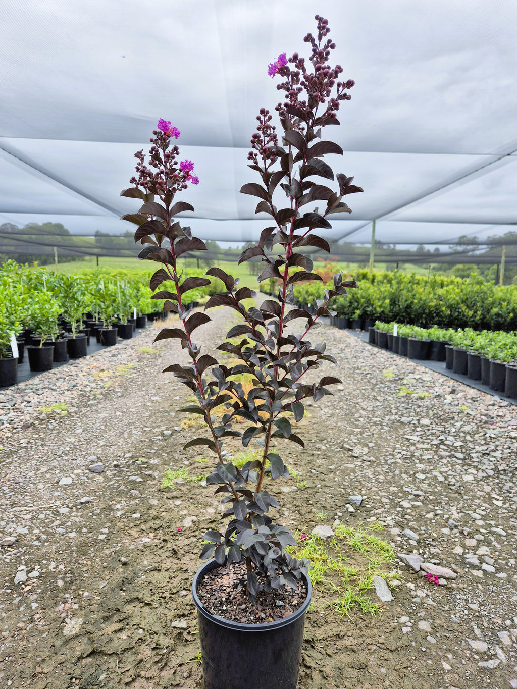 Lagerstroemia Diamonds in the Dark Purely Purple Crepe Myrtle