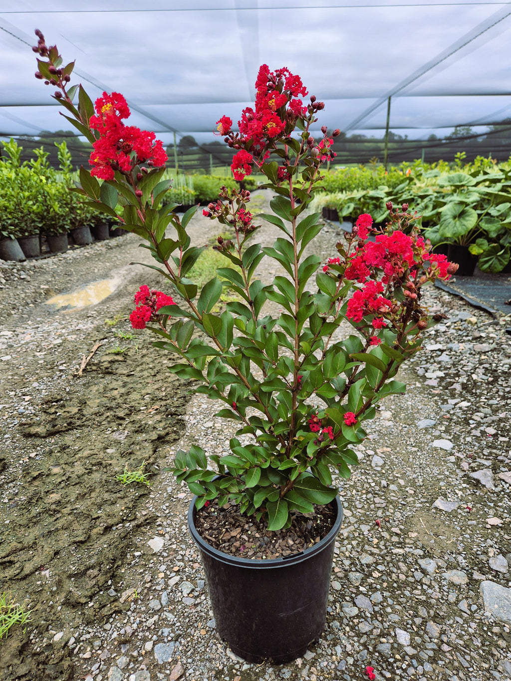 Lagerstroemia Enduring Summer Red