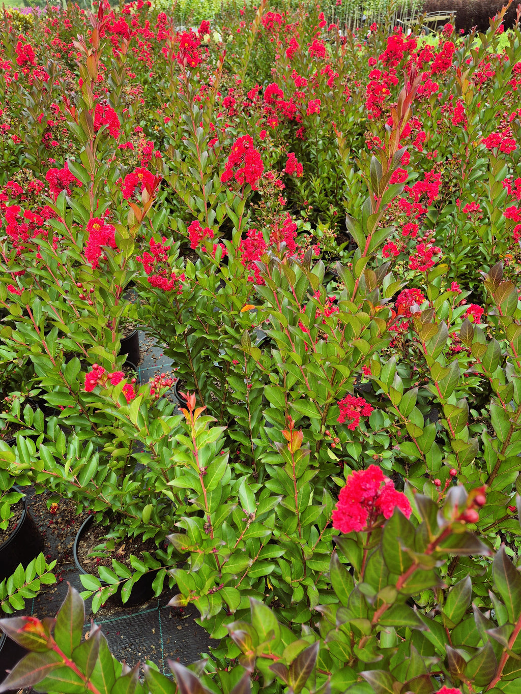 Lagerstroemia Enduring Summer Red