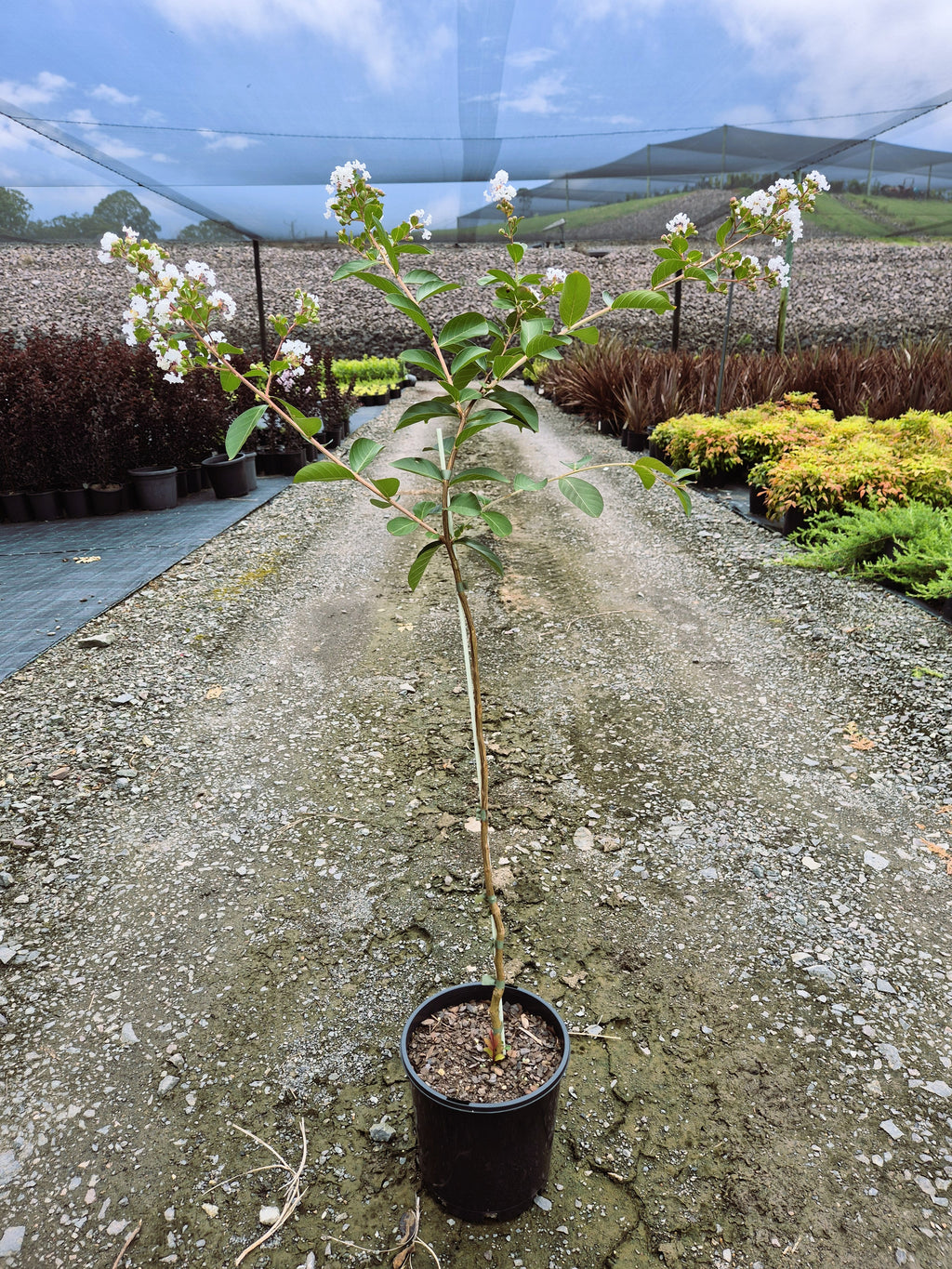 Lagerstroemia Acoma Crepe Myrtle