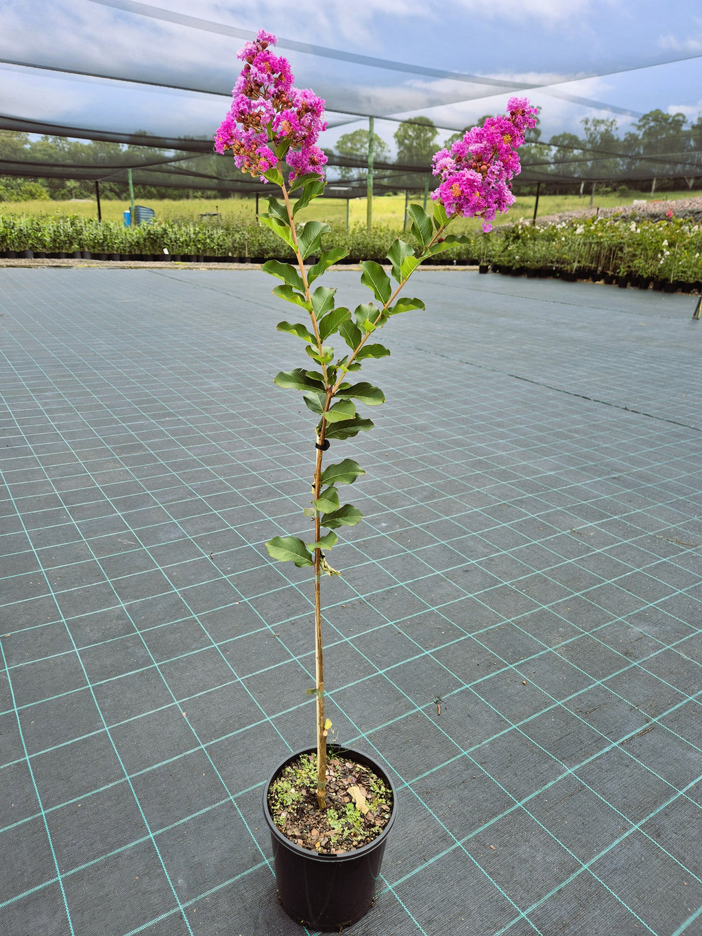 Lagerstroemia Zuni Crepe Myrtle