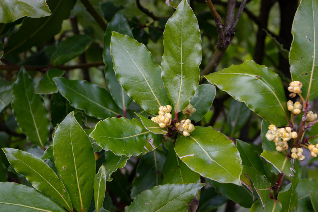 Platypus Plants