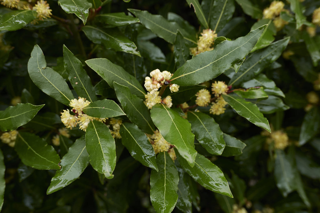 Laurus nobilis Bay Leaf