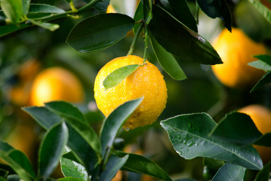 Lemon - Eureka Citrus limon - Grafted