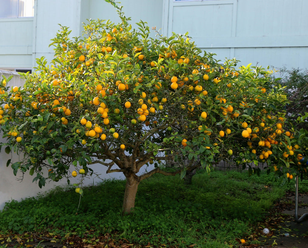 Citrus - Lemon Meyer Citrus limon Grafted