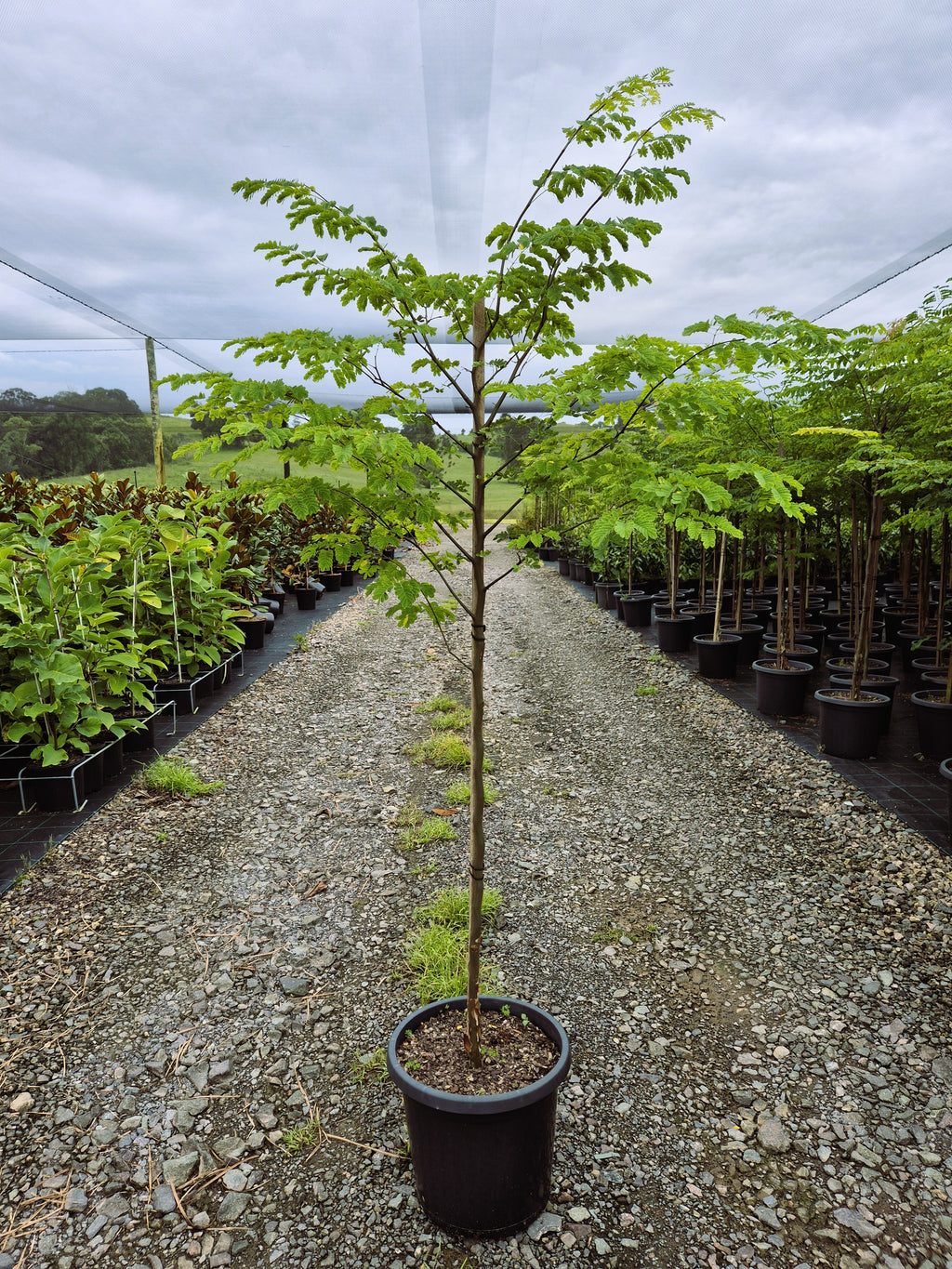 Caesalpinia ferrea