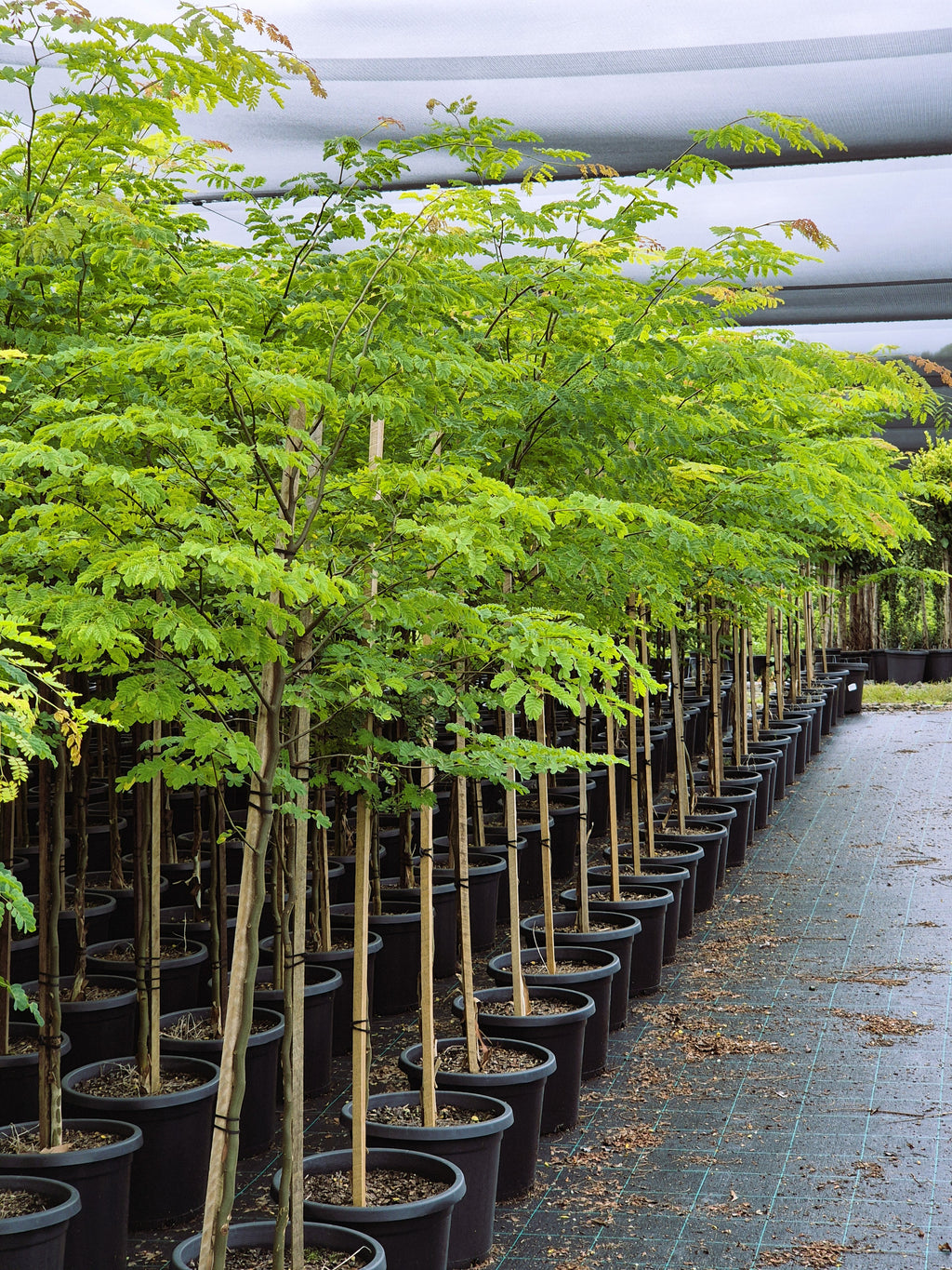 Caesalpinia ferrea