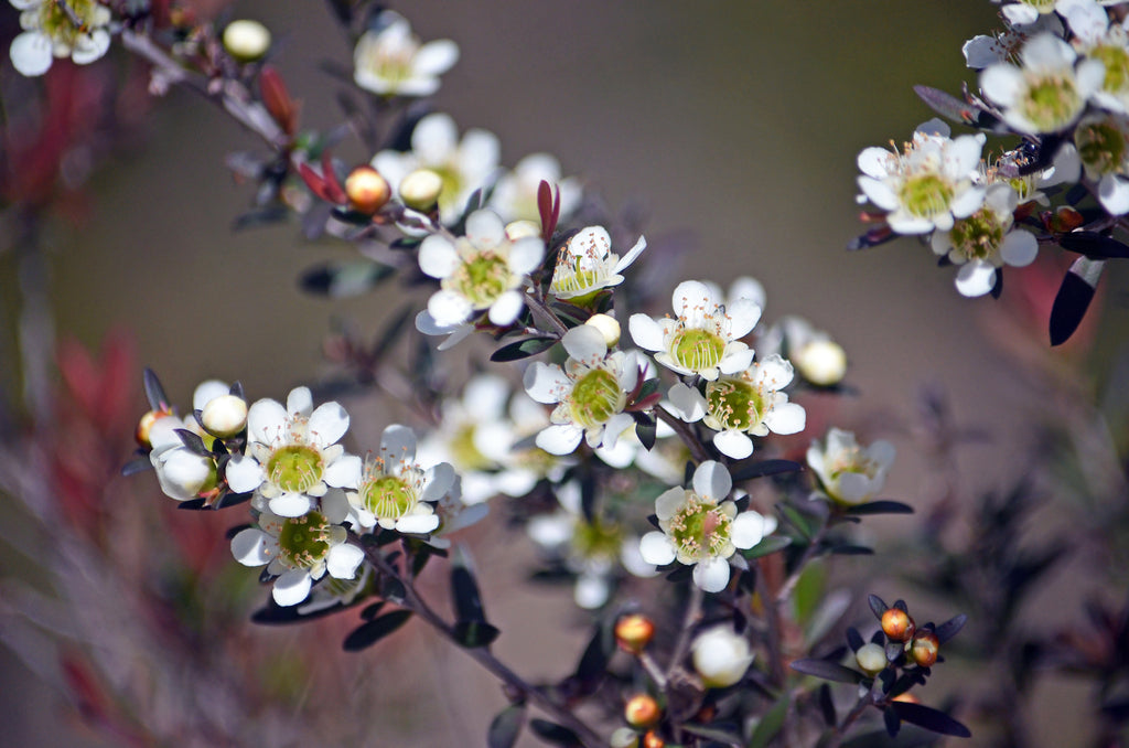 Leptospermum polygalifolium