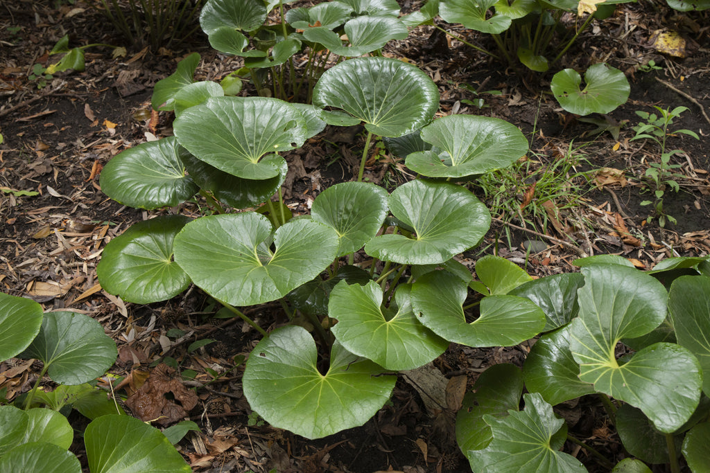 Ligularia dentata reniformis Tractor Seat Plant