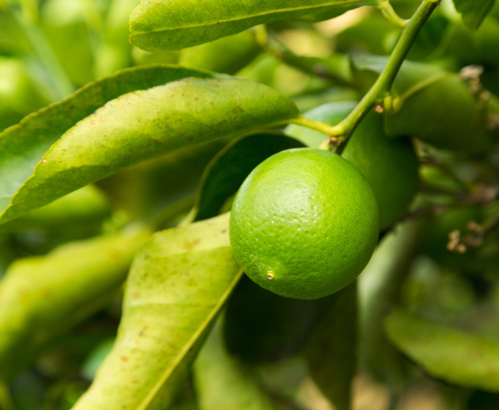 Citrus - Lime Tahitian Citrus latifolia Grafted