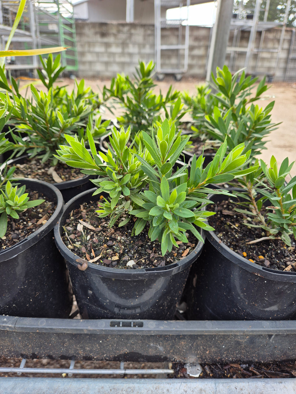 Callistemon Little John