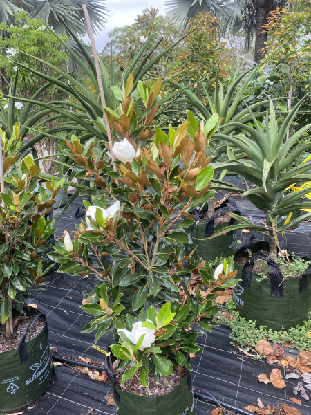 Magnolia 'Little Gem' Tree